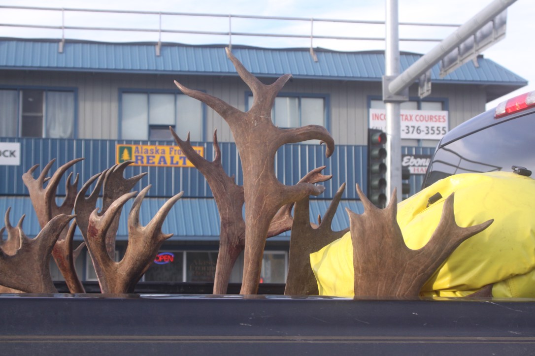 Caribou antlers